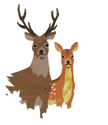 deer