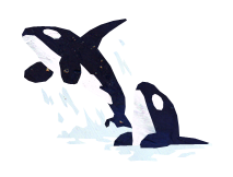 orca