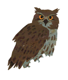 owl